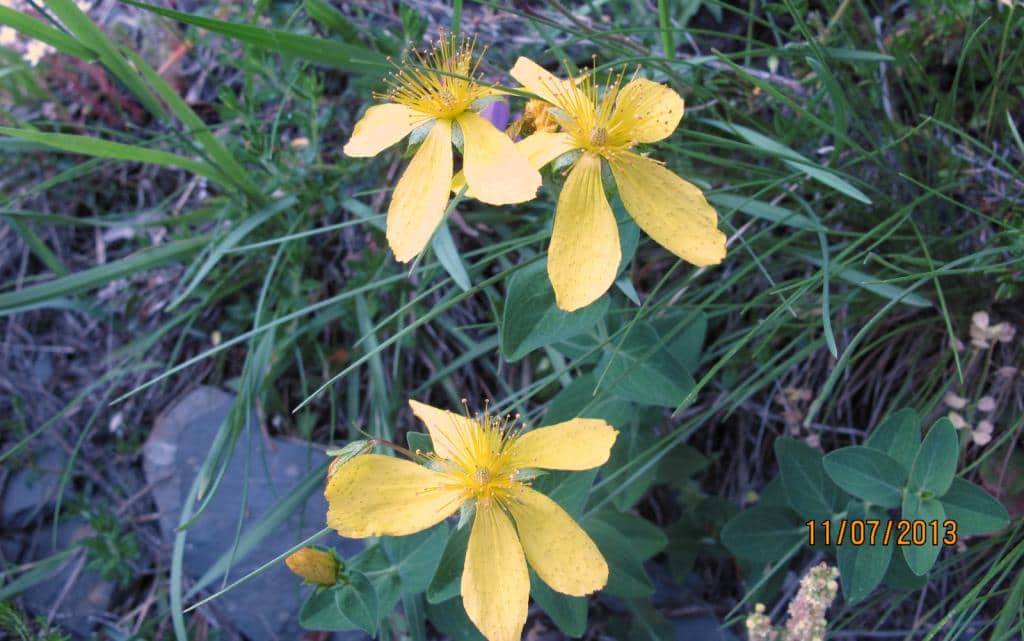 Imagen de Hypericum richeri Vill. subsp. subsp. burseri (DC.) Nyman