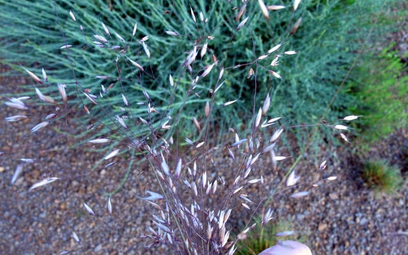 Imagen de Agrostis castellana Boiss. & Reut. ?