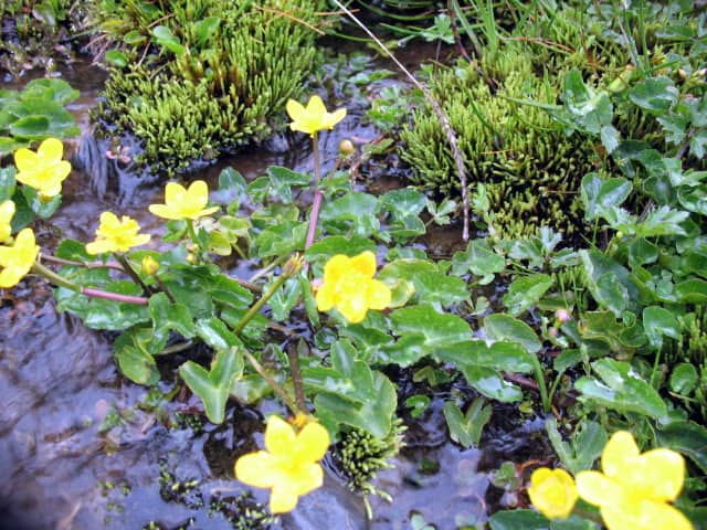 Imagen de Caltha palustris L.