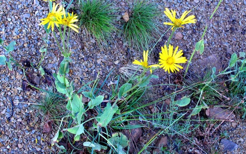 Imagen de Doronicum carpetanum Willk. in Willk. & Lange