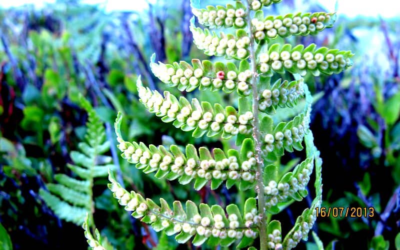 Imagen de Dryopteris filix-mas (L.) Schot