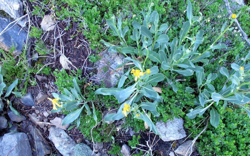 Imagen de Senecio pyrenaicus L. in Löffling