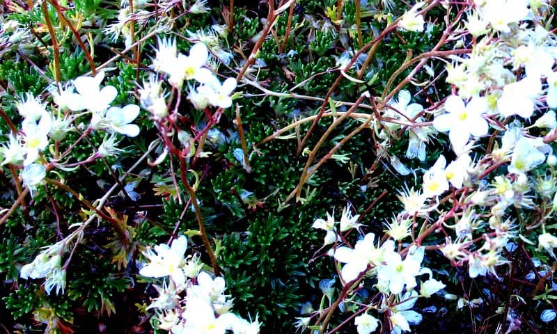 Imagen de Saxifraga canaliculata Boiss.& Reuter ex Engler