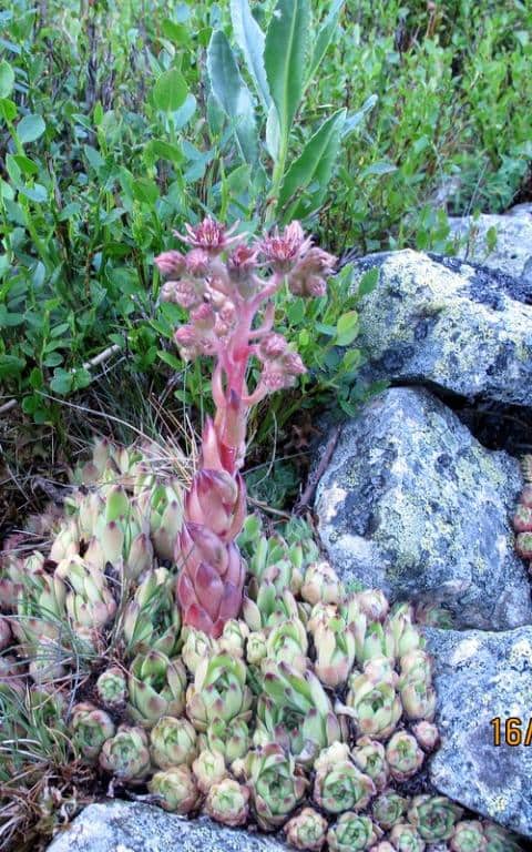 Imagen de Sempervivum vicentei Pau ?