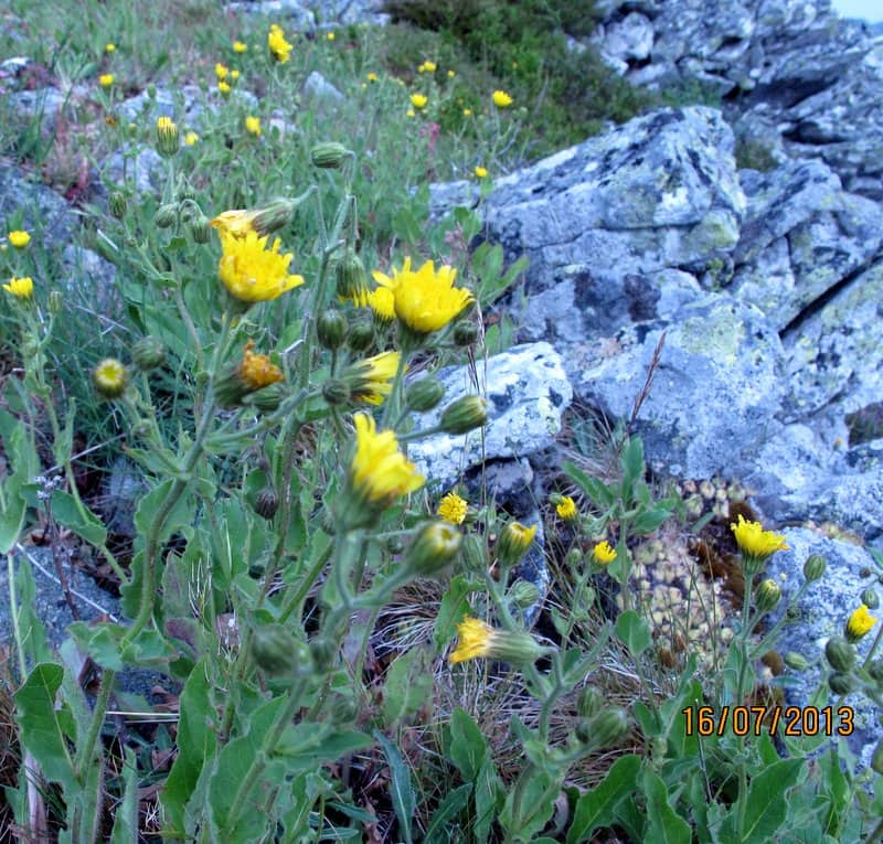 Imagen de Hieracium amplexicaule L. ?
