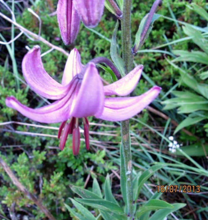 Imagen de Lilium martagon L.