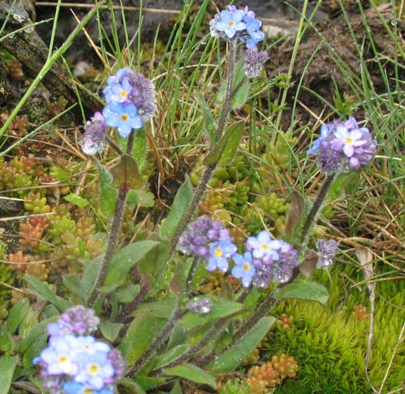 Imagen de Myosotis alpestris F.W. Scmidt