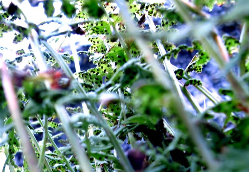 Imagen de Cystopteris fragilis (L.) Bernh. ...