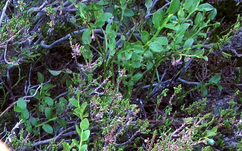 Imagen de Vaccinium myrtillus L.