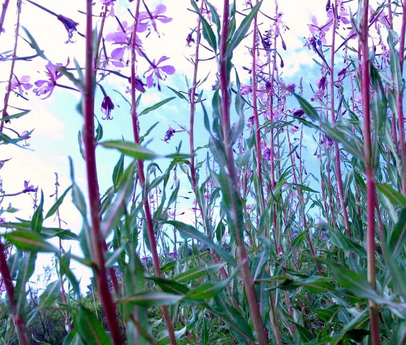 Imagen de Epilobium angustifolium L.