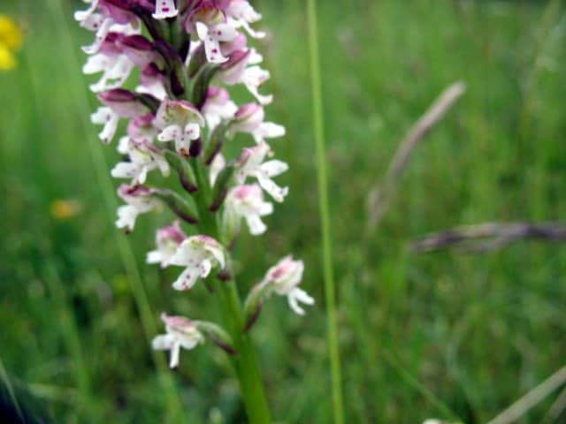 Imagen de Orchis ustulata L.