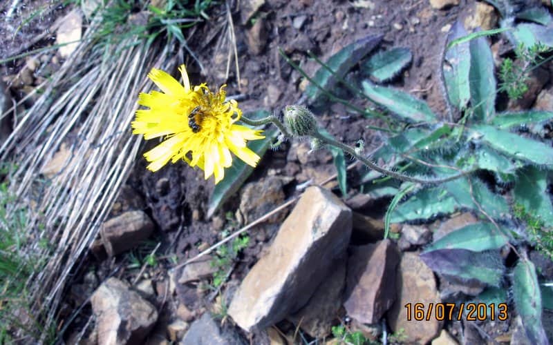 Imagen de Hieracium peloso¡