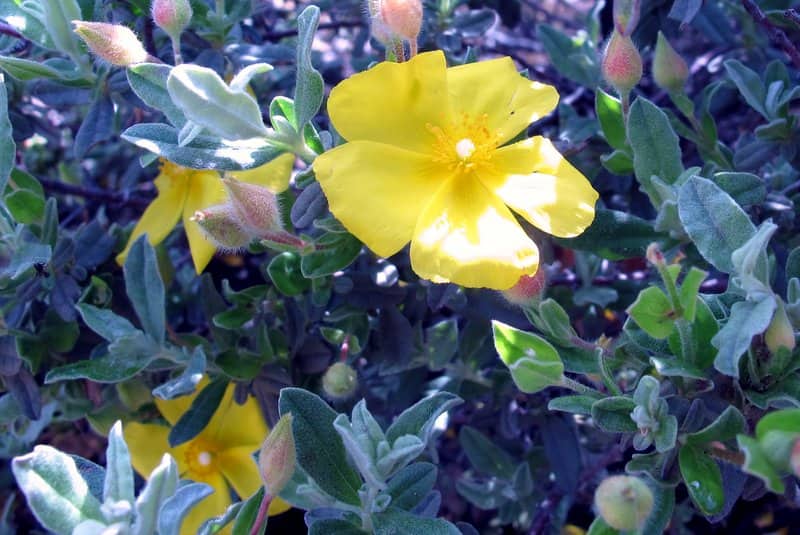 Imagen de Halimium lasianthum (Lam.) Spach