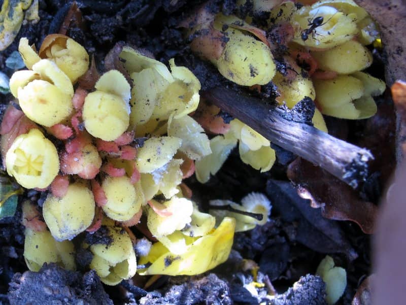 Imagen de Cytinus hypocistis (L.) L.