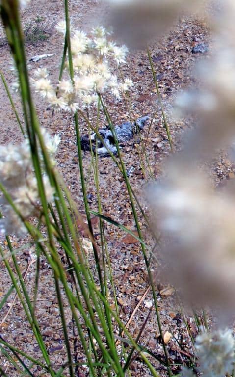 Imagen de Luzula lactea (Link.) E.Mey