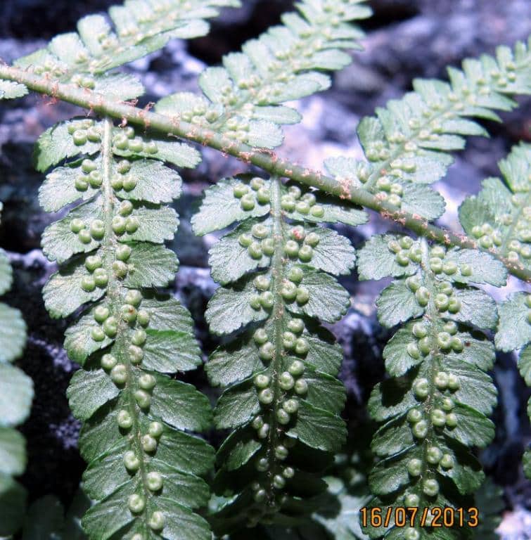 Imagen de Athyrium distentifolium Tausch ex Opiz