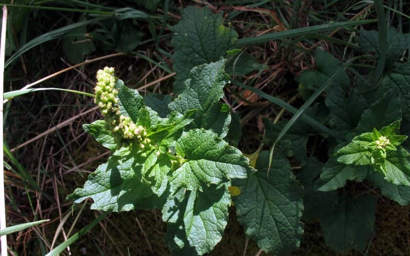 Imagen de Chenopodium bonus-henricus L.