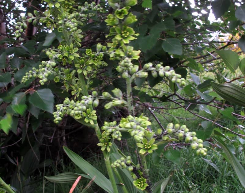 Imagen de Veratrum album L.