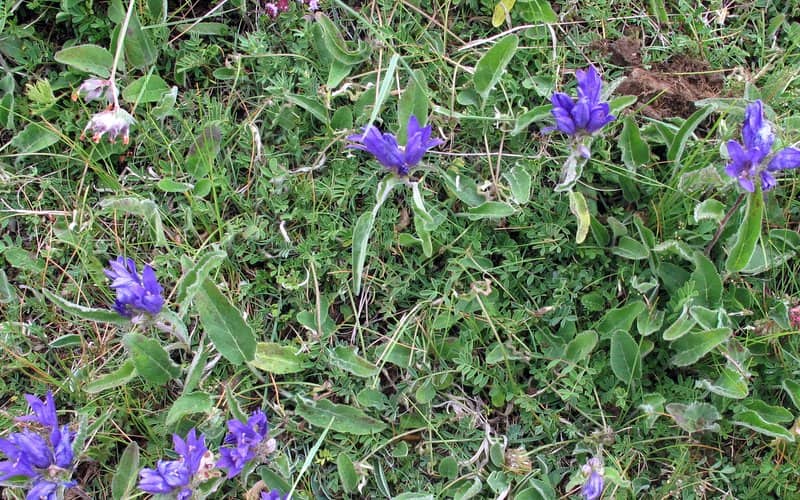 Imagen de Campanula glomerata L.