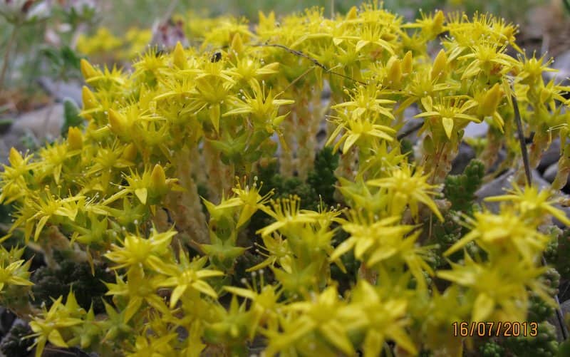 Imagen de Sedum acre L.