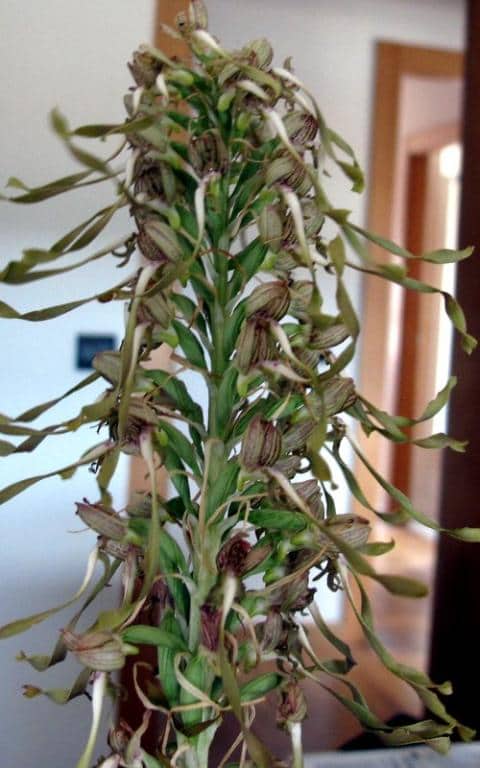 Imagen de Himantoglossum hircinium (L.) Spreng.