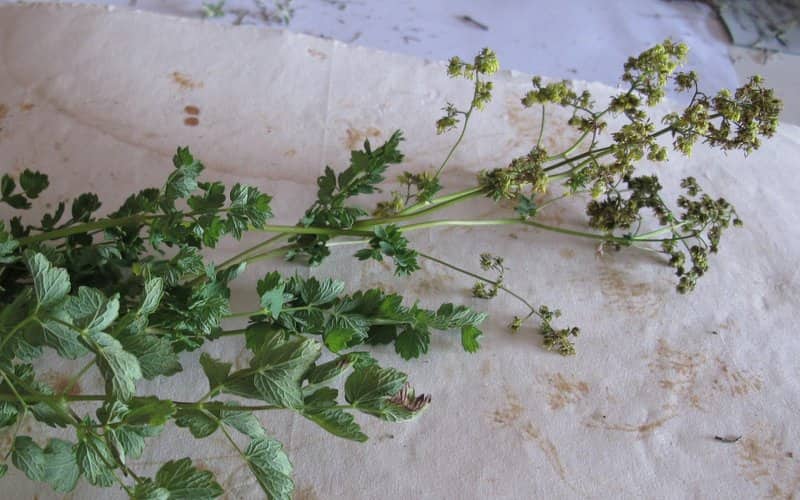 Imagen de Thalictrum minus L.