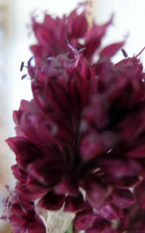 Imagen de Allium sphaerocephalon L.