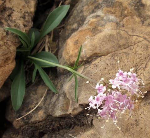 Imagen de Valeriana apula Pourr.