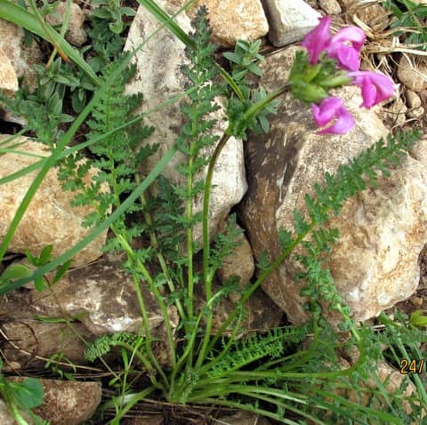 Imagen de Pedicularis pyrenaica J. Gay