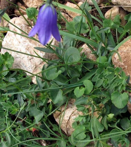 Imagen de Campanula rotundifolia L. grex