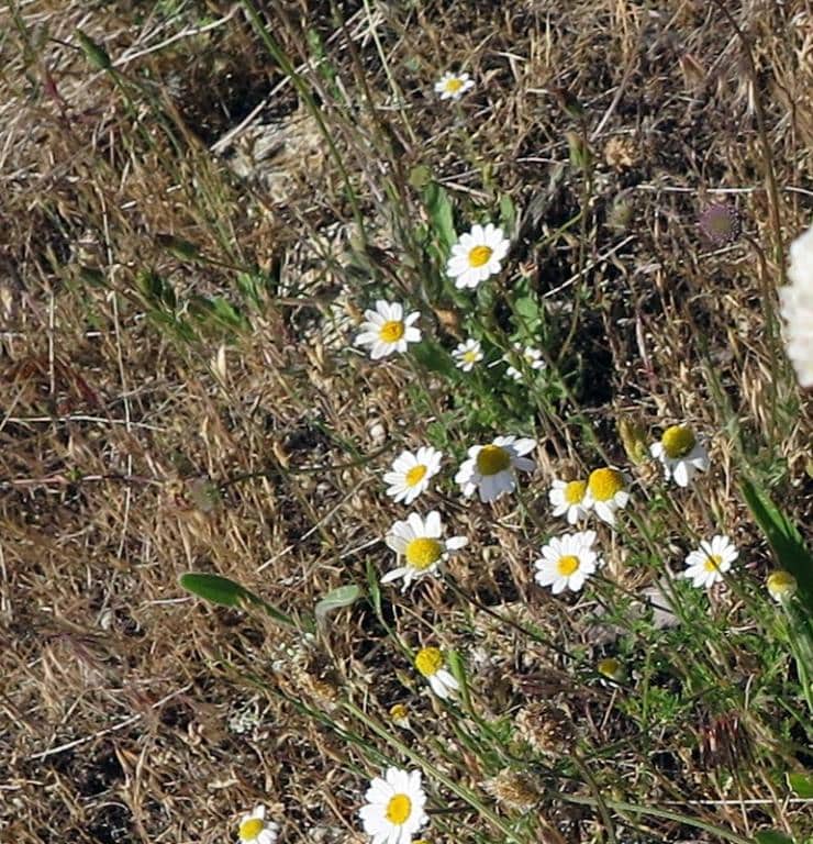 Imagen de Leucanthemopsis pallida (Mill.) Heywood