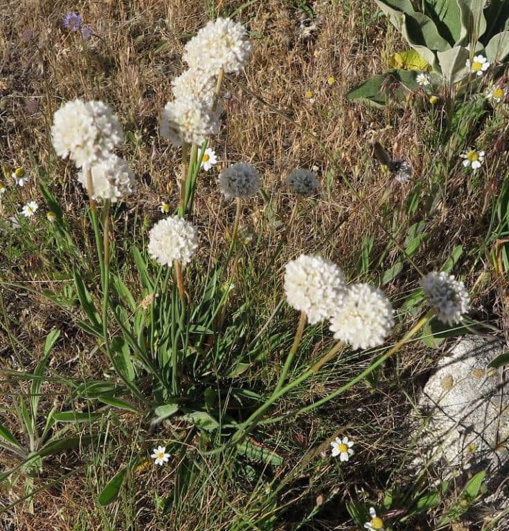 Imagen de Armeria arenaria (Pers.) Schult. in Roem. & Schult. subsp segoviensis