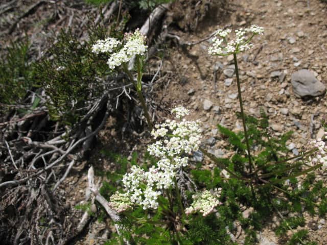 Imagen de Smyrnium olusatrum L.