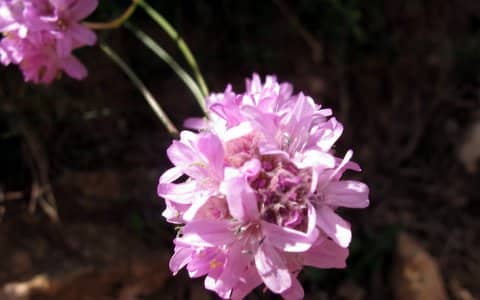 Imagen de Armeria cantabrica Boiss. & Reut.))