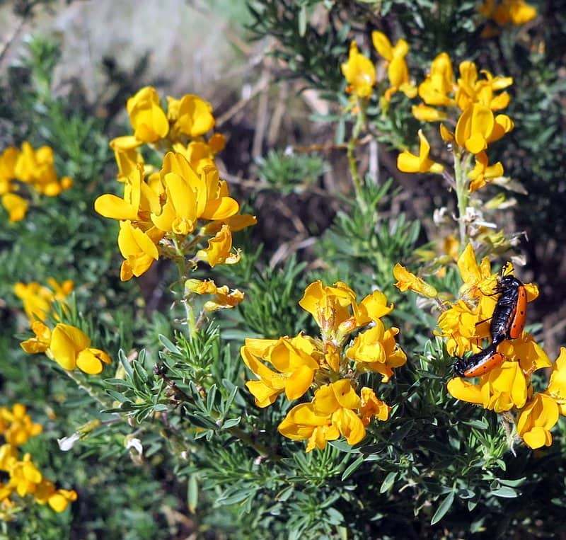 Imagen de Adenocarpus hispanicus (Lam.) DC. in Lam. & DC.