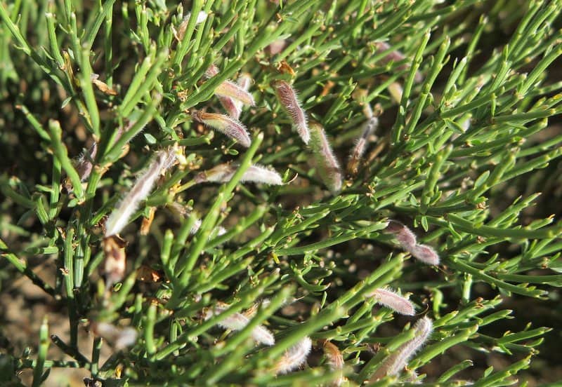 Imagen de Cytisus oromediterraneus Rivas Mart. & al.