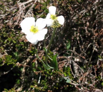 Imagen de Ranunculus amplexicaulis