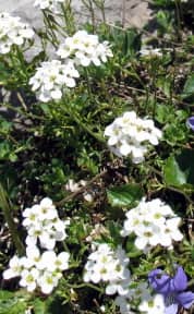 Imagen de Pritzelago alpina (L.) Kuntze subsp. auerswaldii Greuter & Burdet