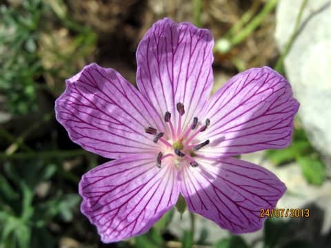 Imagen de Geranium subargenteum Lange