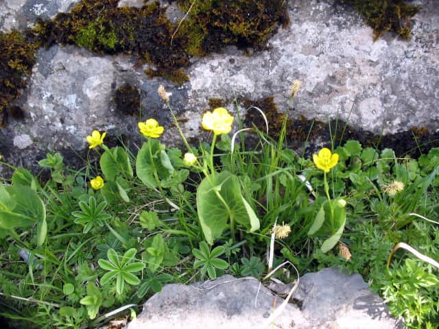 Imagen de Ranunculus thora L.