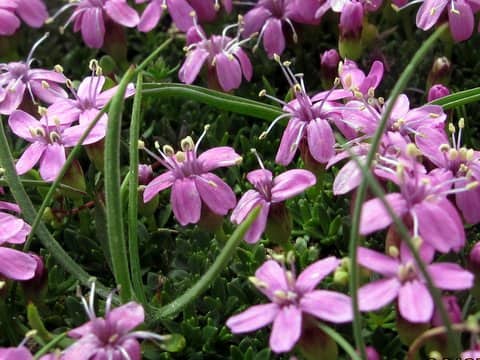 Imagen de Arenaria purpurascens Ramond. ex DC in Lam. ex DC