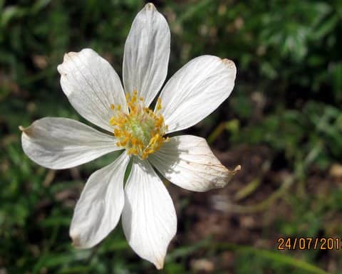 Imagen de Anemone pavoniana Boiss.