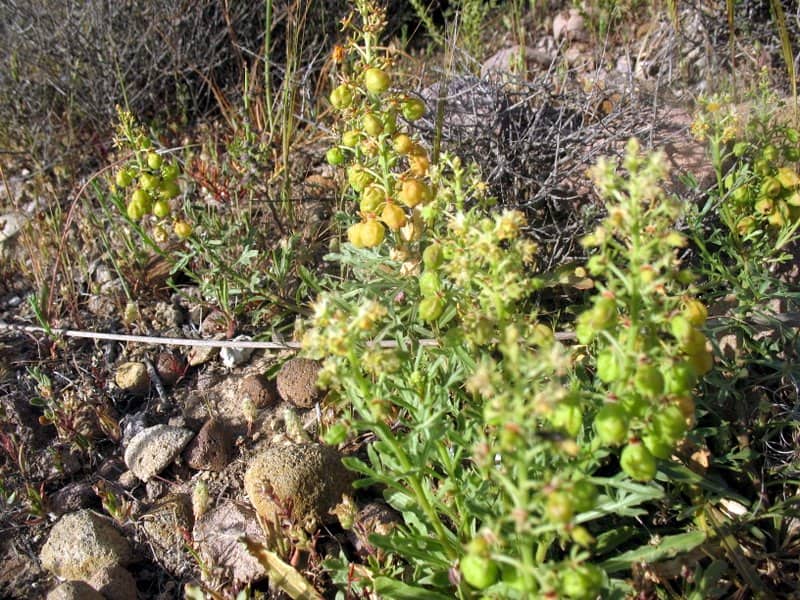 Imagen de Reseda phyteuma L.