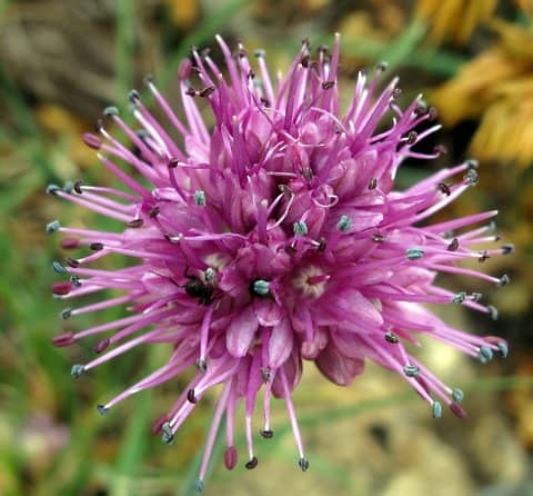 Imagen de Allium palentinum Losa& P.montserrat