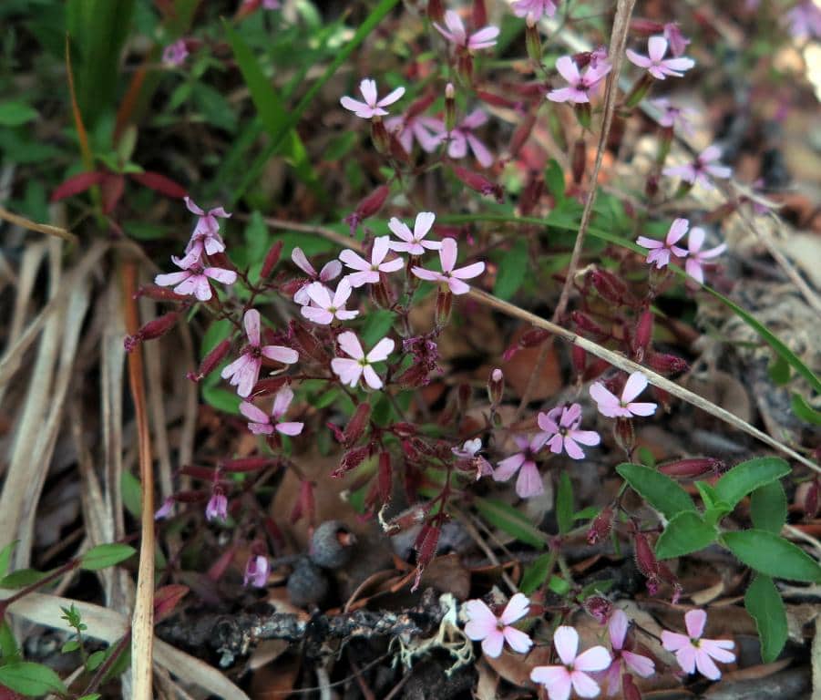Imagen de Saponaria ocymoides L.