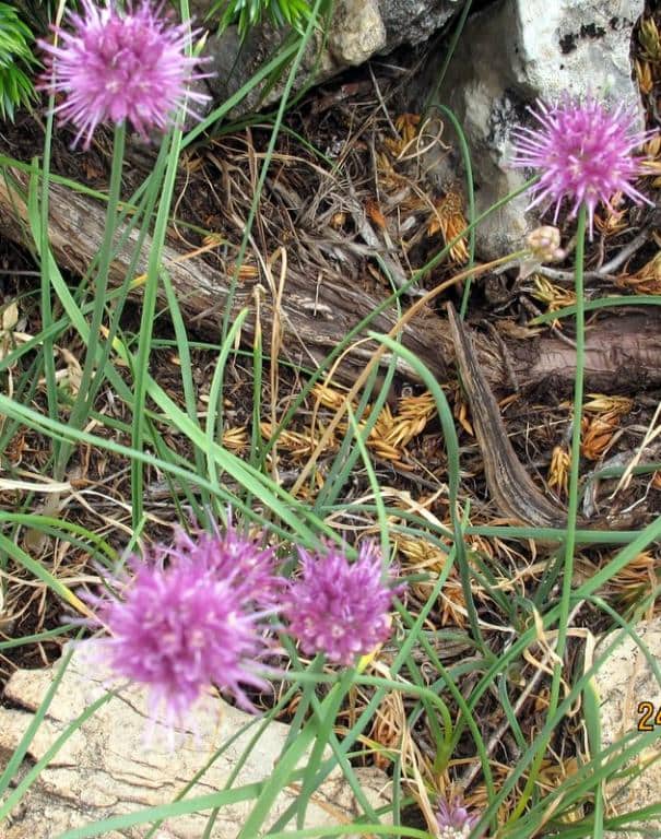 Imagen de Allium palentinum Losa & P.Mons.