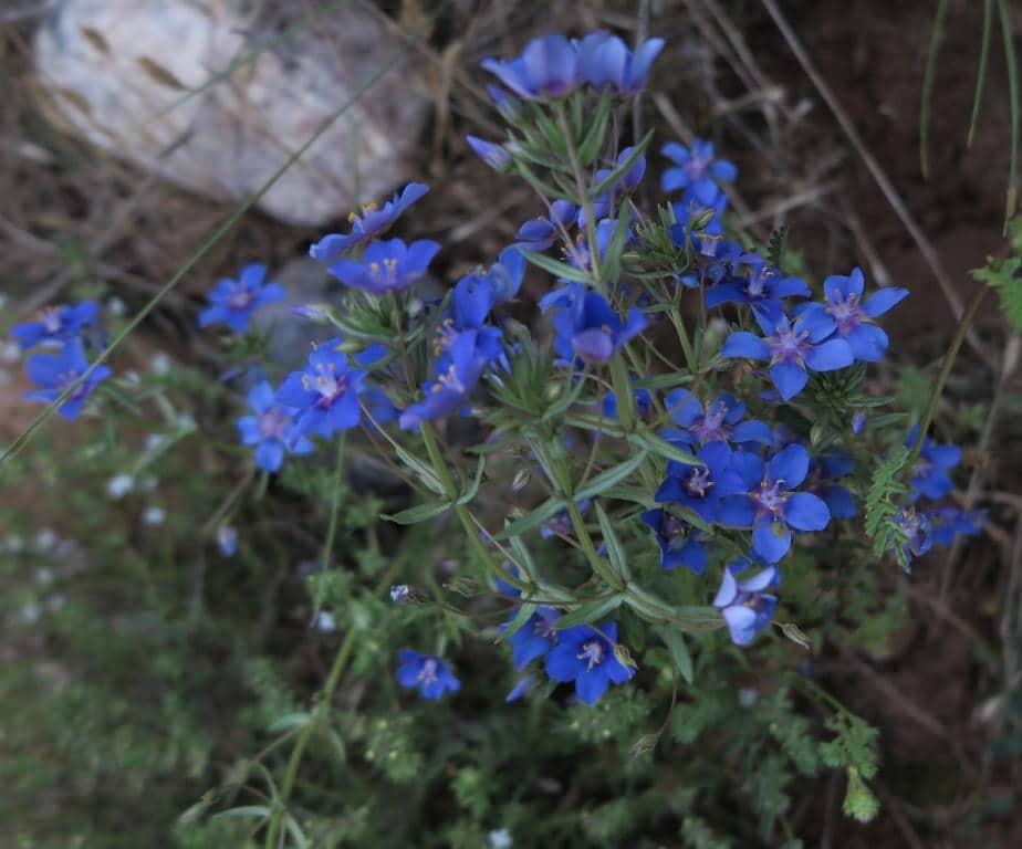 Imagen de Anagallis arvensis L.