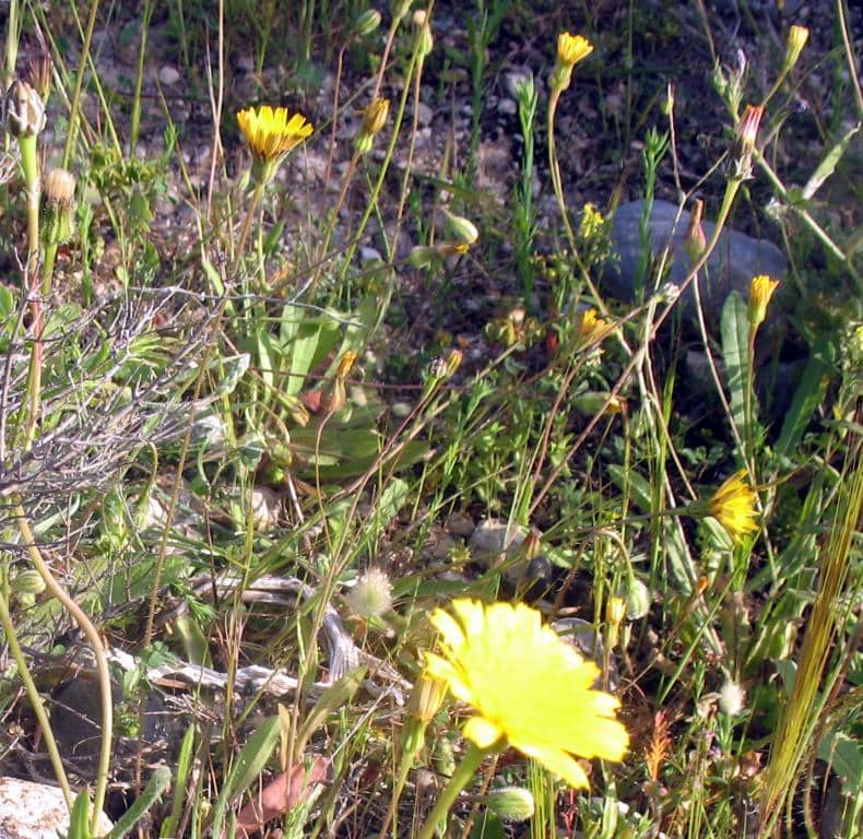 Imagen de Calendula suffruticosa Vahl subsp. greuteri Ohle