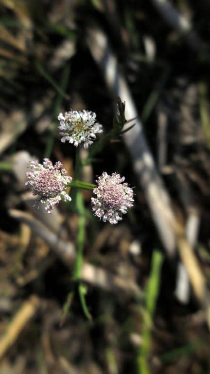 Imagen de Oenanthe fistulosa L. ?