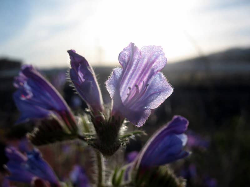 Imagen de Echium sabulicola Pomel
